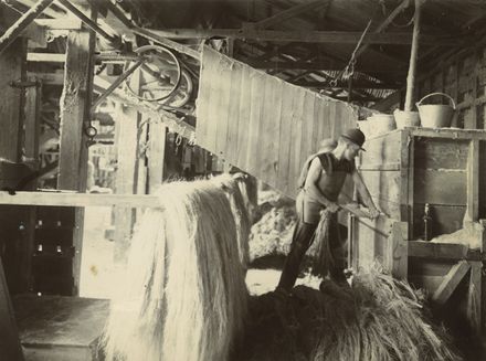 Scutching the fibre, Miranui Flaxmill, near Shannon