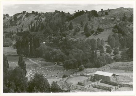 Sheep Run in Pohangina Valley
