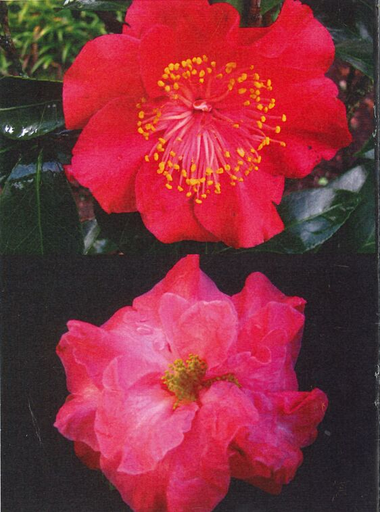 "The Camellia Loop Walk at Palmerston North's Victoria Esplanade"