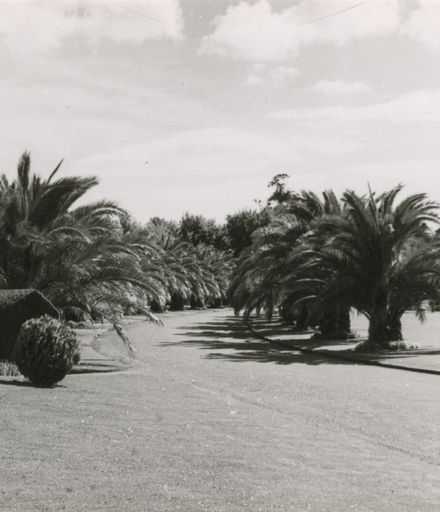 Phoenix Palms, Victoria Esplanade