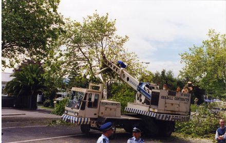Avenue Action - felled tree