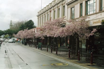 Cherry Blossoms on Coleman Place