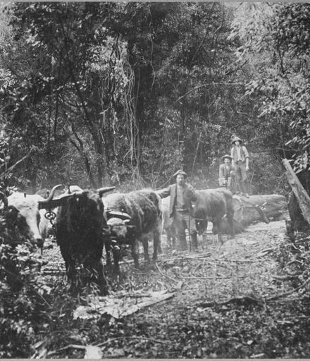 Transporting a Log by Bullock Team Through the Bush at Waituna West