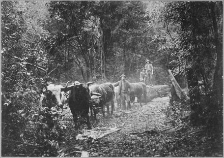 Transporting a Log by Bullock Team Through the Bush at Waituna West