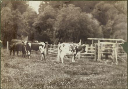 Cows at Kawhatau - Resource cover image