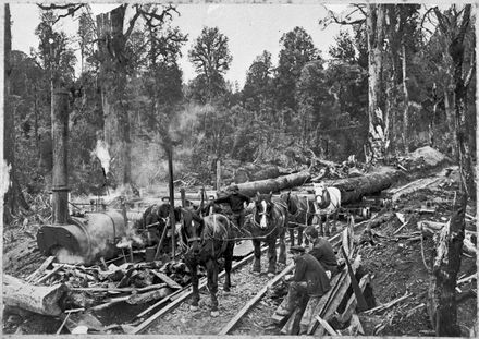 Hauling and Traming Logs to Albert Adsett's Sawmill, King Country