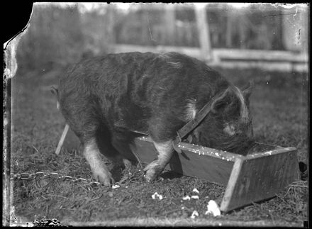 Pig Feeding from Trough