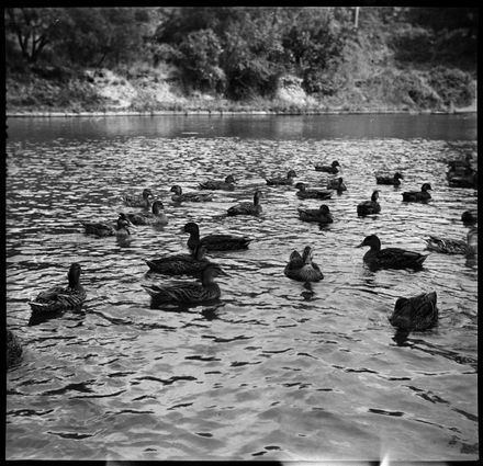 Ducks in a pond, either the Victoria Esplanade or Fitzroy Park - Resource cover image