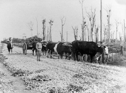 Bullock team, Otaki