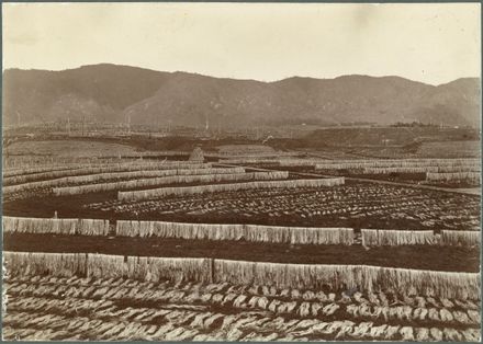 Miranui Flaxmill, Shannon - Resource cover image