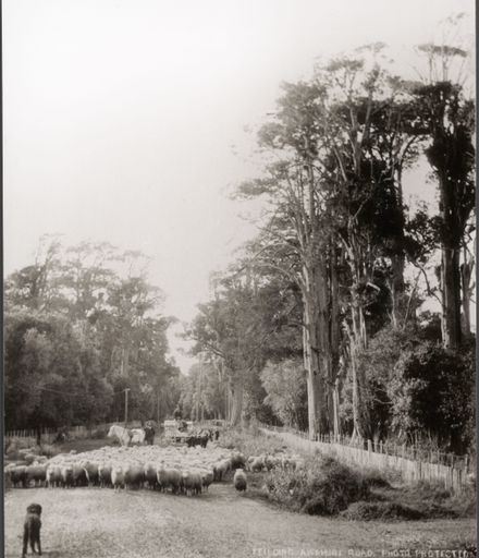 Sheep on the Feilding-Awahuri Road, 1904