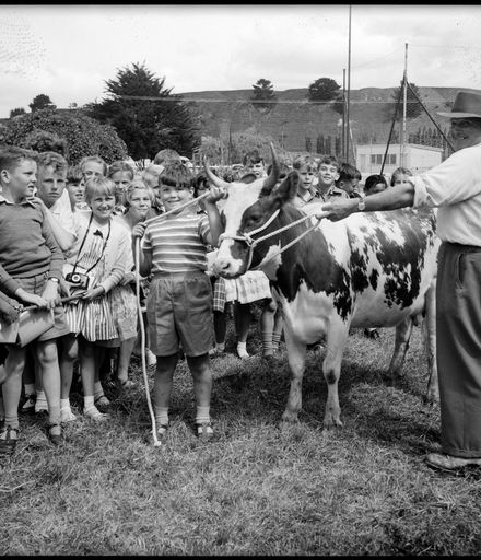 "City Children's interest in a Cow"