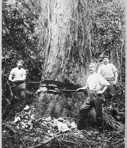 Felling a Rimu Tree at Waituna West