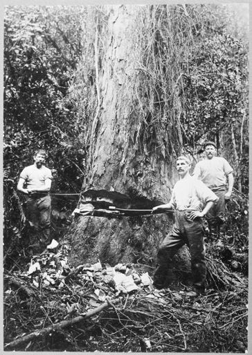 Felling a Rimu Tree at Waituna West