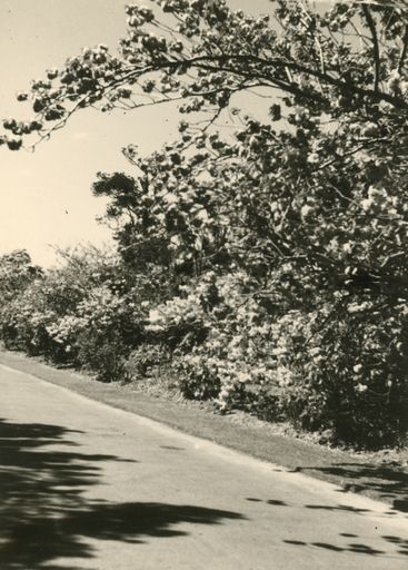 Cherry Tree, Victoria Esplanade