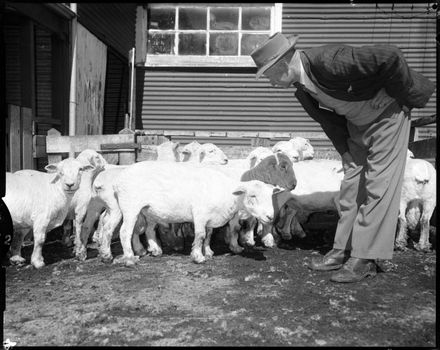 "Flock House Flocks Shorn" - Resource cover image