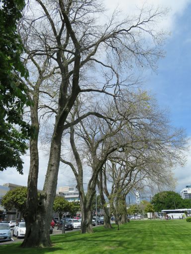 Elm trees in The Square