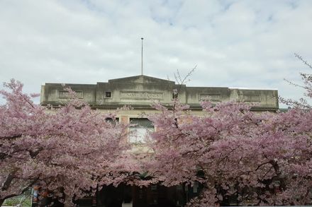 Nash Buildings and the Cherry Blossom