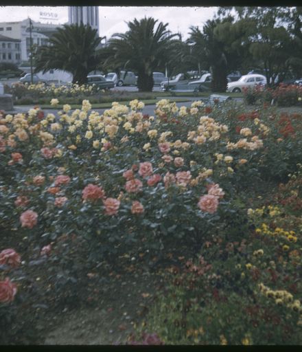 Flower Beds in The Square, Palmerston North