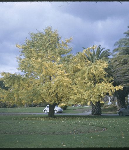 Victoria Esplanade Gardens - Trees