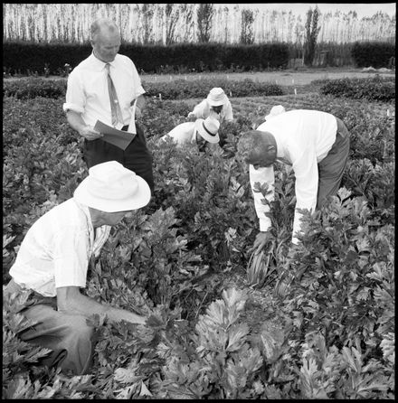 "Tall Utah 52-70 Green Celery" Growing Trials - Resource cover image
