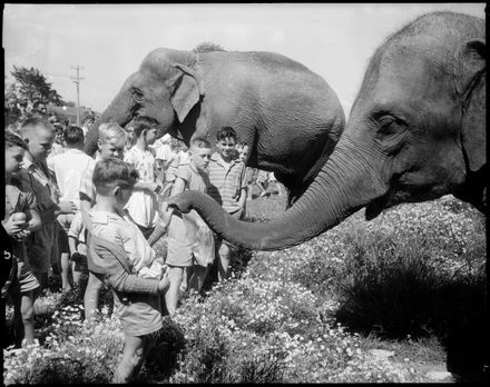 "Circus Elephants Come to Town" - Resource cover image