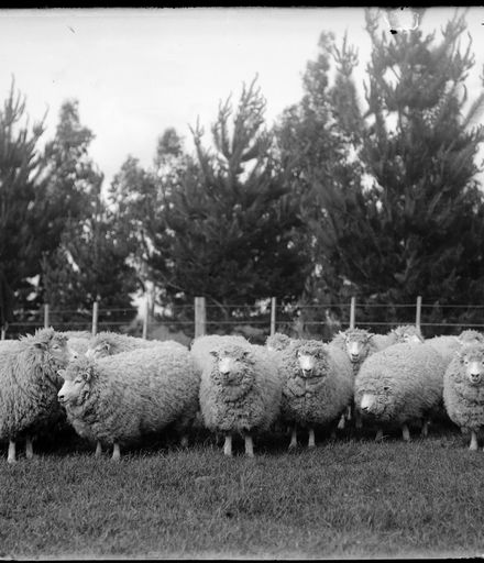 Man and Herd of Sheep
