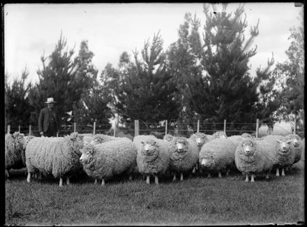 Man and Herd of Sheep