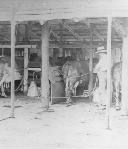 Milking Shed at 'Springfield', Banks Road