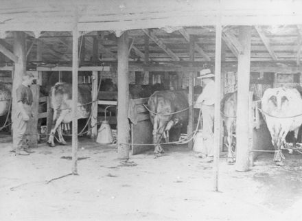 Milking Shed at 'Springfield', Banks Road