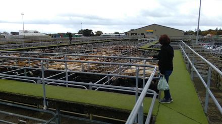 Saleyards at Feilding