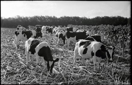 Cows in Corn Field