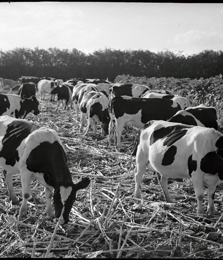 Cows in Corn Field