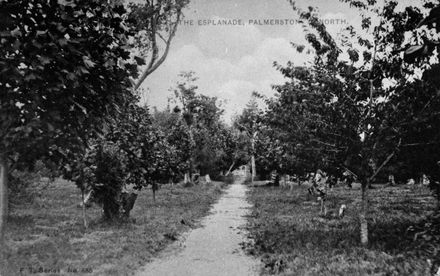 Trees in Victoria Esplanade