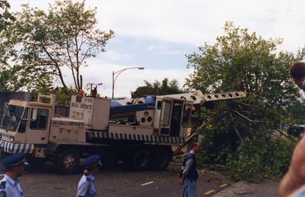 Avenue Action - tree felling