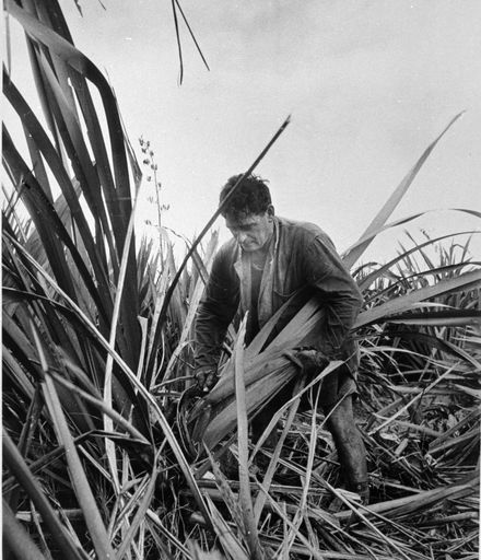 Barry Huff cutting flax, Moutoa Estate