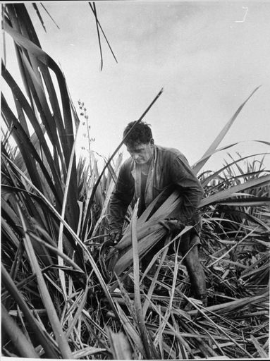 Barry Huff cutting flax, Moutoa Estate