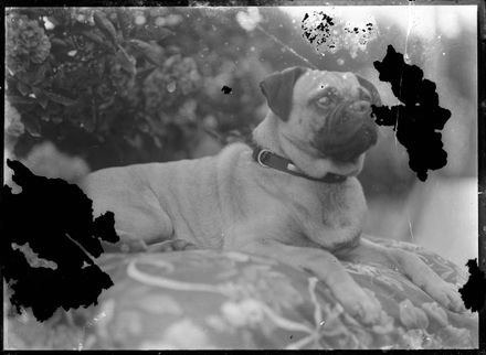 Pug (Dog) Seated on Cushion