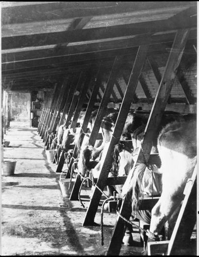Milking Shed - Pohangina Valley
