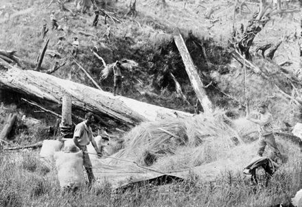 Threshing grass to obtain seed