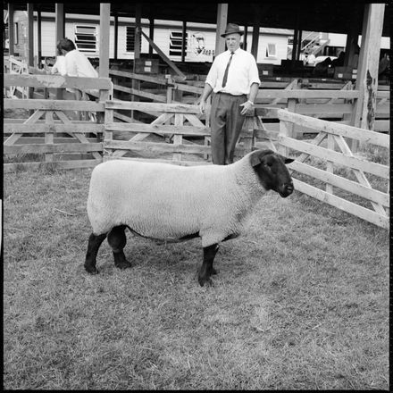 Champion Suffolk Ram