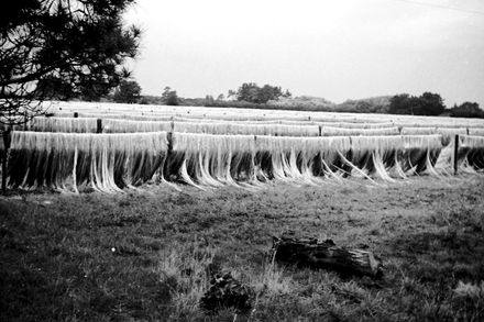 Flax drying at the Flax mill, 1956