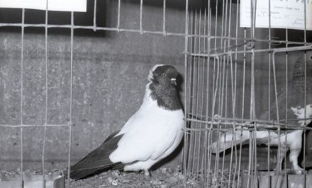 "Poultry and Pidgeon Show"