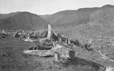 Stumps and logs on Pettigrew's farm, near Rangiwahia