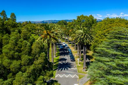 The Esplanade: Phoenix Palms lining Palm Drive