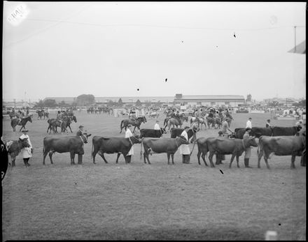 "Parading in the Rain" A&P Show Grand Parade of Livestock - Resource cover image