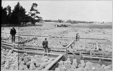 Feilding Saleyards