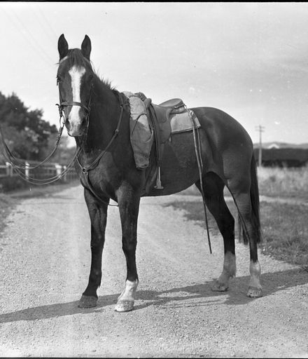 Mullin's horse, Longburn