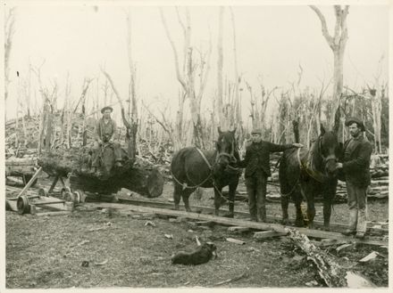 Bush tramway with horses hauling logs