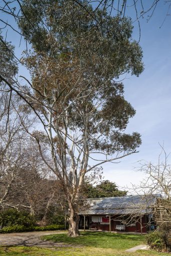 Taylor Barn and Gum Tree, 39 Old Kips Road, Ashhurst - Resource cover image